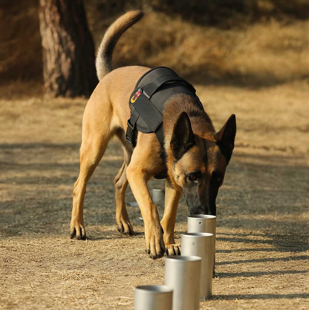 detectie-2 detectie-2